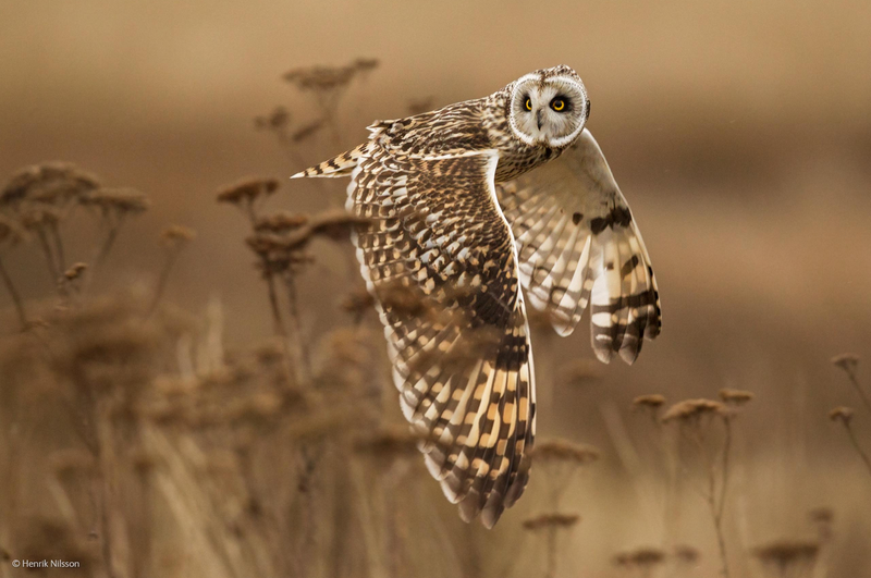Illustration for article titled The Competition Is Fierce For This Year's Best Wildlife Photographer